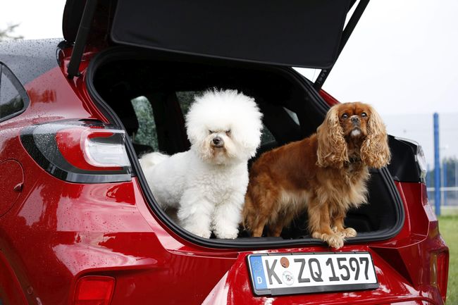 Ford, Dünya Köpek Günü’nü pop-up mobil köpek bakım salonuyla kutluyor