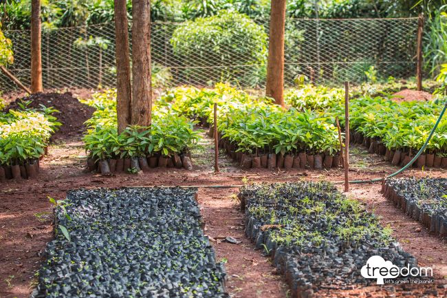 PETRONAS Madeni Yağlar, EMEA Bölgesi’nde sıfır karbon emisyonu hedefini desteklemek amacıyla Treedom ile ortak projesini duyurdu