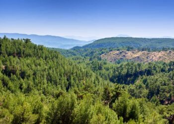 ALJ Türkiye’den 1.4 Milyon Fidan ile Başlayan Ağaç Seferberliği 